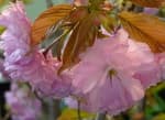 Edible Flowers