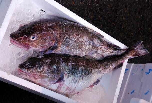 kyoto fish market